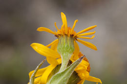 Image of fuscate groundsel