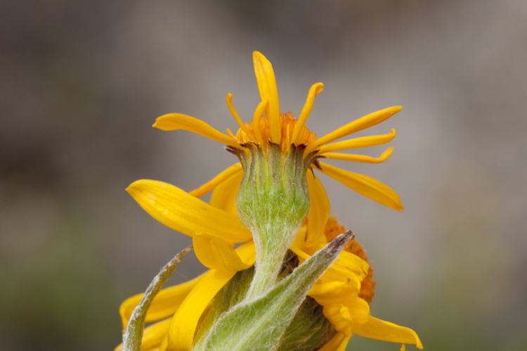 Tephroseris lindstroemii (Ostenf.) A. & D. Löve resmi