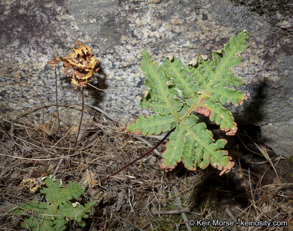 Image of <i>Pentagramma triangularis</i> ssp. <i>rebmanii</i>