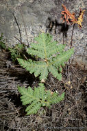 Image of <i>Pentagramma triangularis</i> ssp. <i>rebmanii</i>