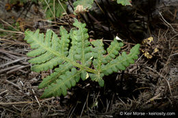 Image of <i>Pentagramma triangularis</i> ssp. <i>rebmanii</i>