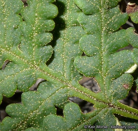 Image of <i>Pentagramma triangularis</i> ssp. <i>rebmanii</i>