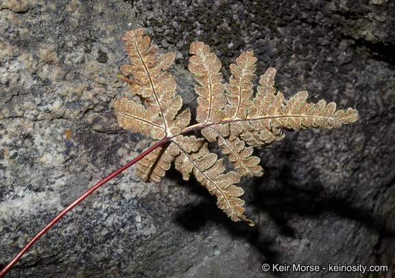 Image of <i>Pentagramma triangularis</i> ssp. <i>rebmanii</i>