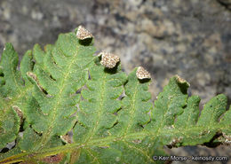 Image of <i>Pentagramma triangularis</i> ssp. <i>rebmanii</i>