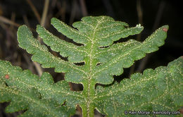 Image of <i>Pentagramma triangularis</i> ssp. <i>rebmanii</i>