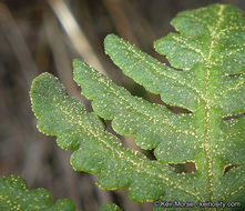 Image of <i>Pentagramma triangularis</i> ssp. <i>rebmanii</i>