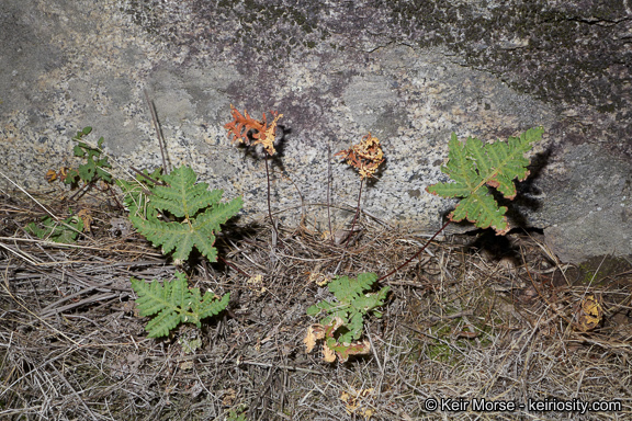 Image of <i>Pentagramma triangularis</i> ssp. <i>rebmanii</i>