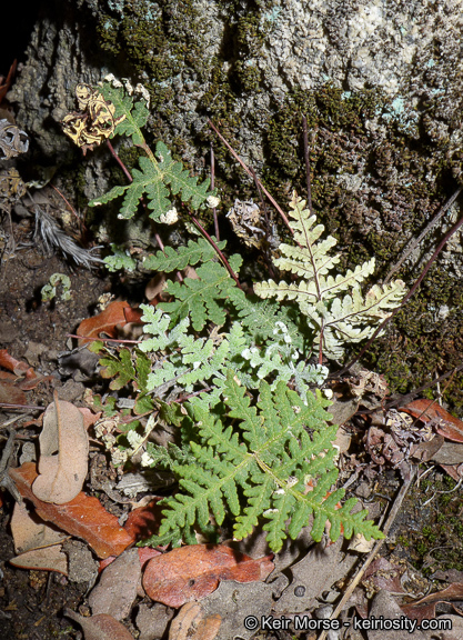 Image of <i>Pentagramma triangularis</i> ssp. <i>rebmanii</i>