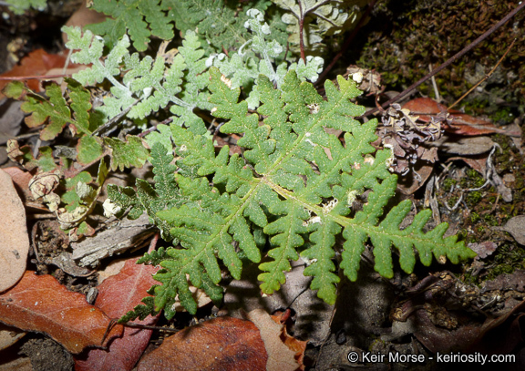 Image of <i>Pentagramma triangularis</i> ssp. <i>rebmanii</i>