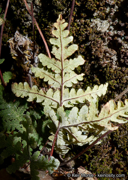 Image of <i>Pentagramma triangularis</i> ssp. <i>rebmanii</i>