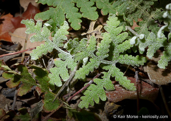 Image of <i>Pentagramma triangularis</i> ssp. <i>rebmanii</i>