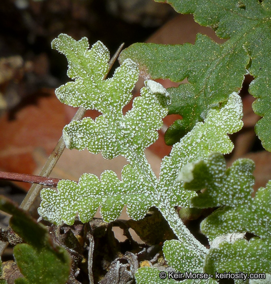 Image of <i>Pentagramma triangularis</i> ssp. <i>rebmanii</i>