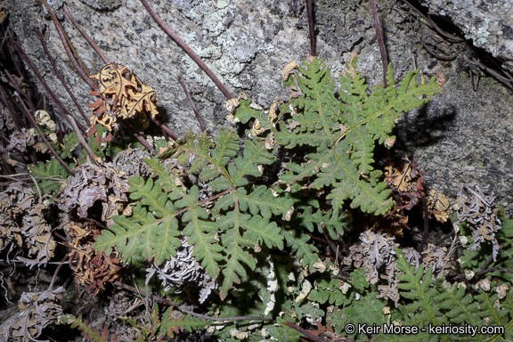 Image of <i>Pentagramma triangularis</i> ssp. <i>rebmanii</i>