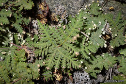 Image of <i>Pentagramma triangularis</i> ssp. <i>rebmanii</i>