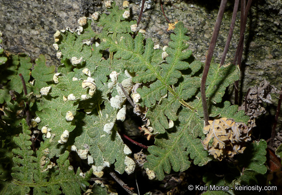 Image of <i>Pentagramma triangularis</i> ssp. <i>rebmanii</i>