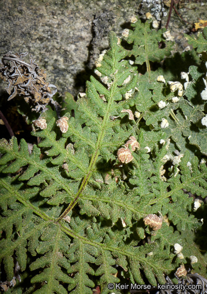 Image of <i>Pentagramma triangularis</i> ssp. <i>rebmanii</i>