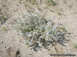 Sivun Astragalus palmeri A. Gray kuva