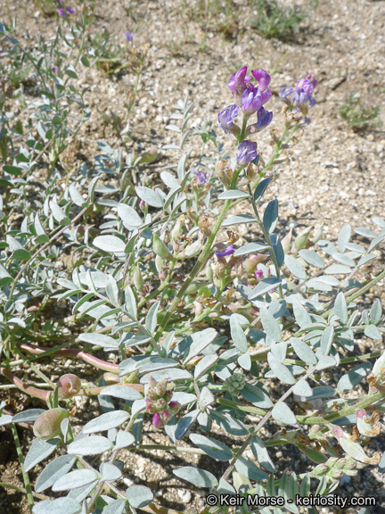 Sivun Astragalus palmeri A. Gray kuva