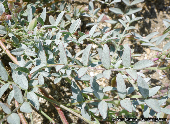 Sivun Astragalus palmeri A. Gray kuva