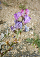 Sivun Astragalus palmeri A. Gray kuva