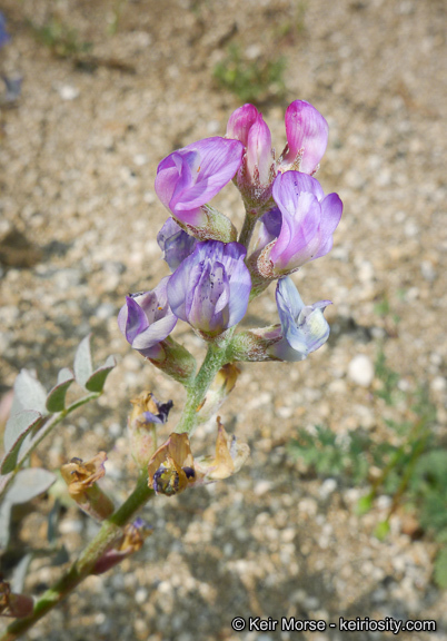 Sivun Astragalus palmeri A. Gray kuva