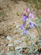 Sivun Astragalus palmeri A. Gray kuva