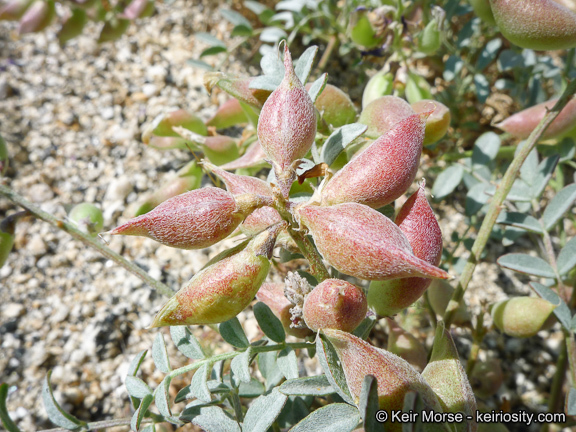 Sivun Astragalus palmeri A. Gray kuva