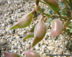 Sivun Astragalus palmeri A. Gray kuva