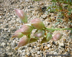 Sivun Astragalus palmeri A. Gray kuva