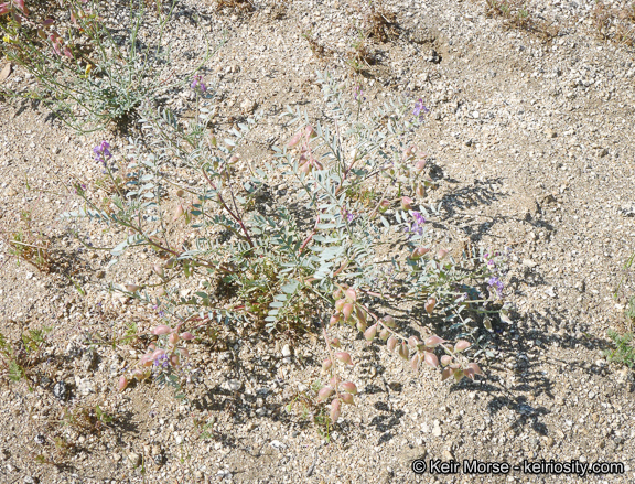 Sivun Astragalus palmeri A. Gray kuva