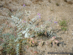 Sivun Astragalus palmeri A. Gray kuva