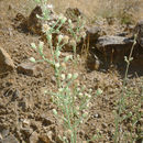 Image of shortleaf baccharis