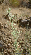 Image of shortleaf baccharis