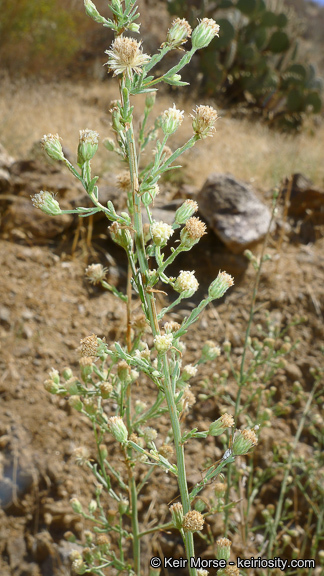 Image of shortleaf baccharis