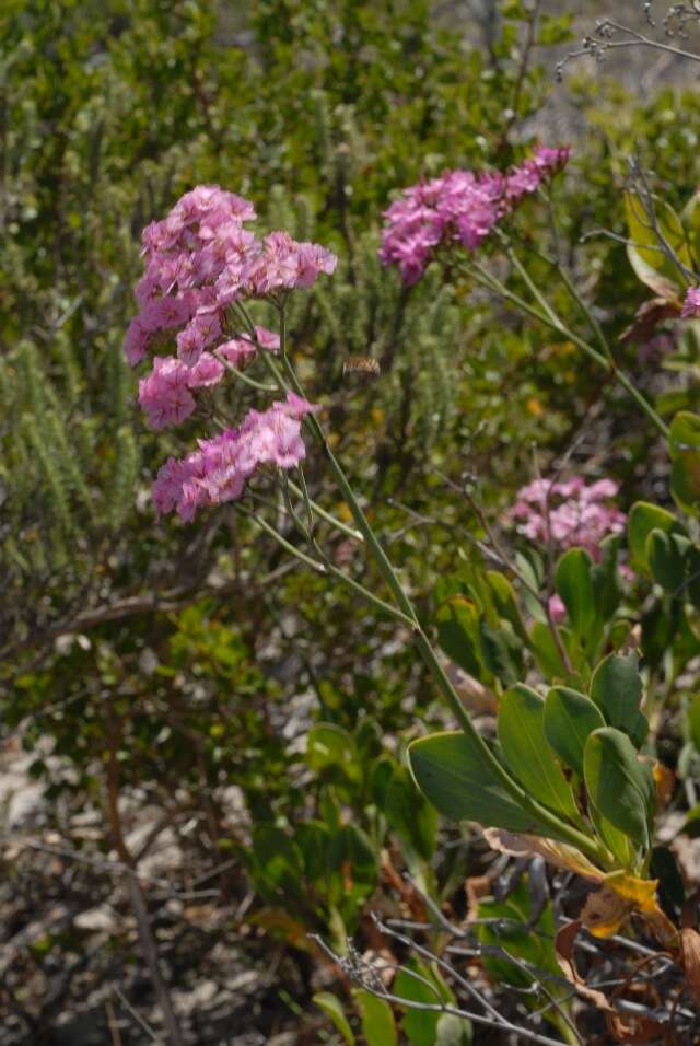 Image of Marsh Rosemary