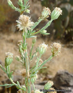 Image of shortleaf baccharis