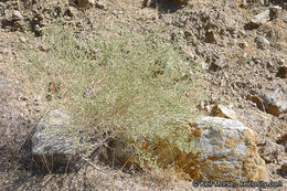 Image of shortleaf baccharis