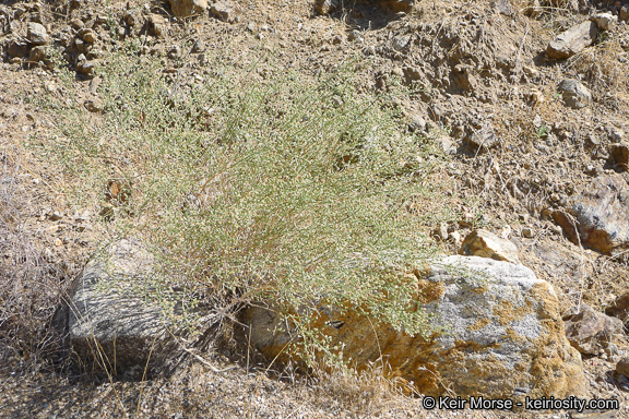 Image of shortleaf baccharis