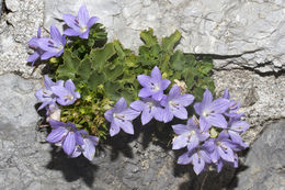 Image of Campanula isophylla Moretti