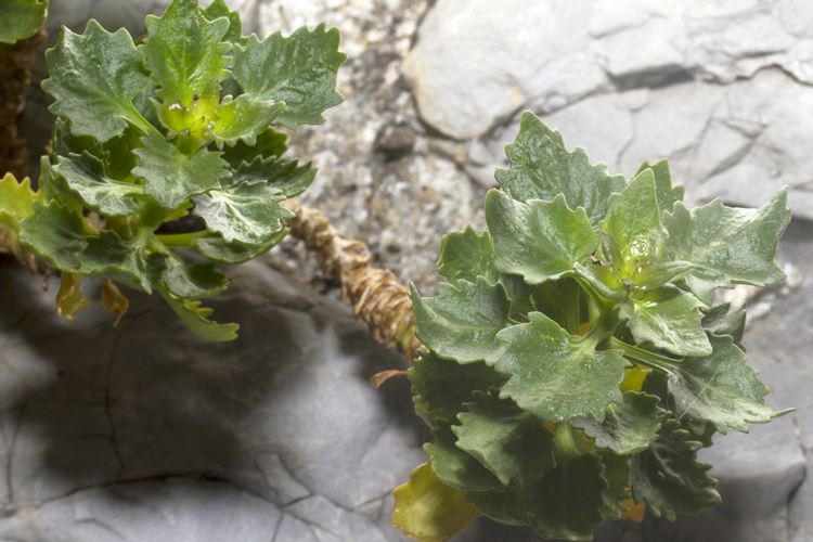 Image of Campanula isophylla Moretti