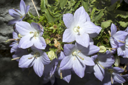 Image of Campanula isophylla Moretti