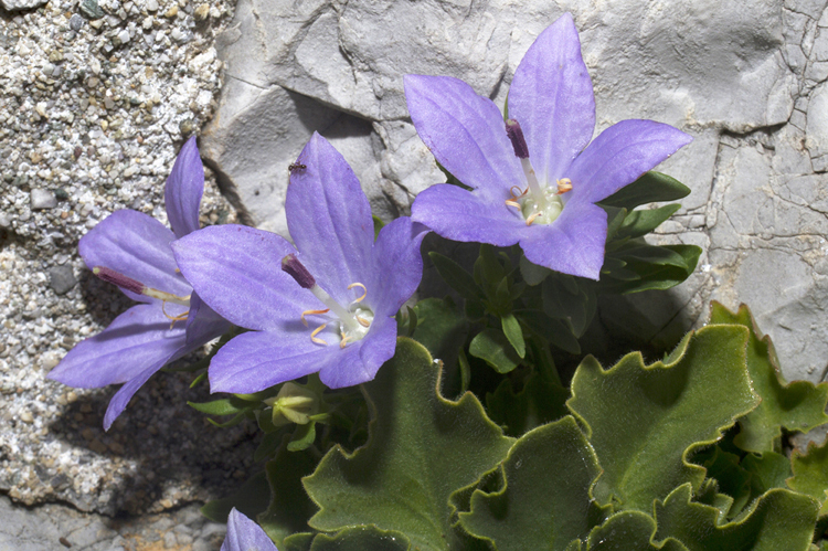 Image of Campanula isophylla Moretti