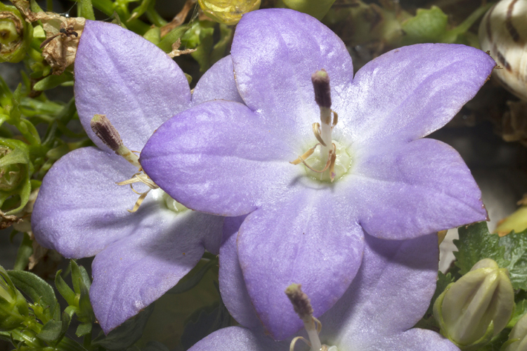 Image of Campanula isophylla Moretti