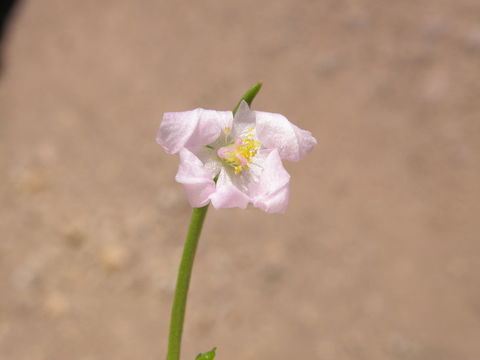 Image of Talinum fruticosum (L.) Juss.