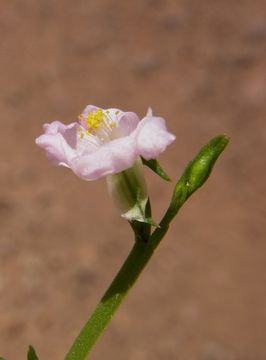 Image of Ceylon spinach