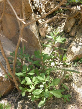 Image of Ceylon spinach