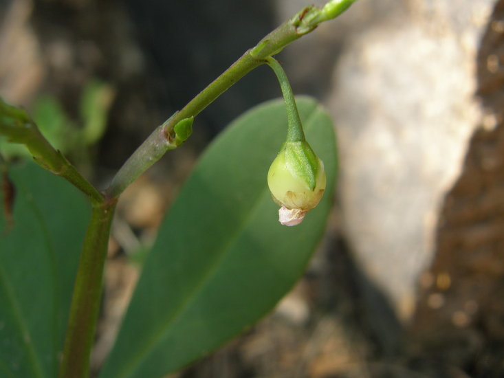 Image of Ceylon spinach