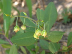 Imagem de Talinum fruticosum (L.) Juss.