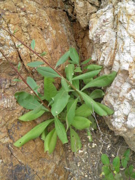 Image of Fame Flower