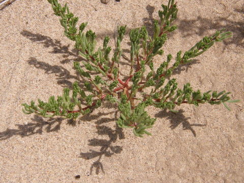 Image of silkcotton purslane